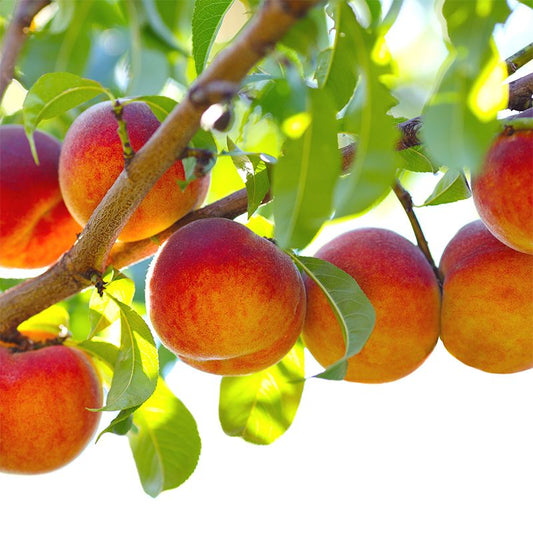 Georgiaton Peach Scented Candles