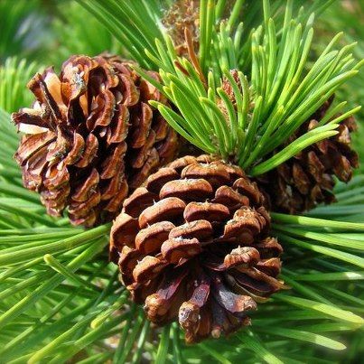 Mountain Pine Wax Melts